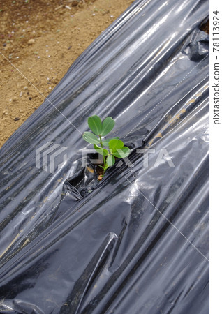 播種後3週的花生（家庭花園）地點：神奈川縣大和市 78113924