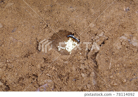 Adult earwigs and eggs Photographing location 78114092