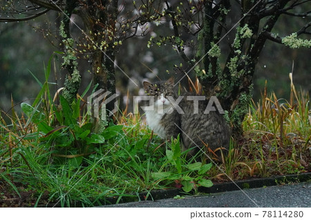 A cute stray cat female waiting for an old man to feed even if the weather is bad 78114280