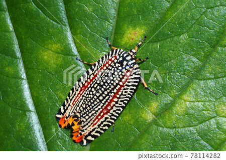 Velvet hamaki 78114282