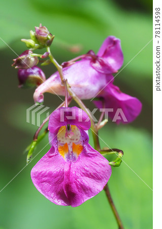Red flower flowers Red flower flowers 78114598
