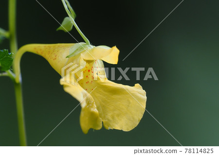 Flower of Tree Fist Flower of Tree Fist 78114825