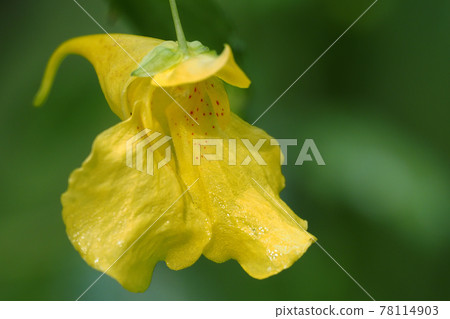 Flower of Tree Fist 78114903