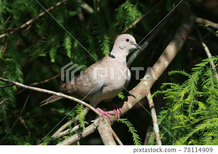Ringed Turtle-Dove - Streptopelia risoria - in cypress tree in Florida. Ringed Turtle-Dove - Streptopelia risoria - in cypress tree in Florida. 78114909
