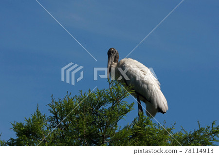Wood Stork - Mycteria americana - perched atop cypress tree against blue sky. 78114913
