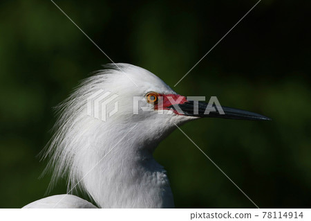 Head of Snowy Egret - Egretta thula - in St Augustine, Florida in mating season. 78114914