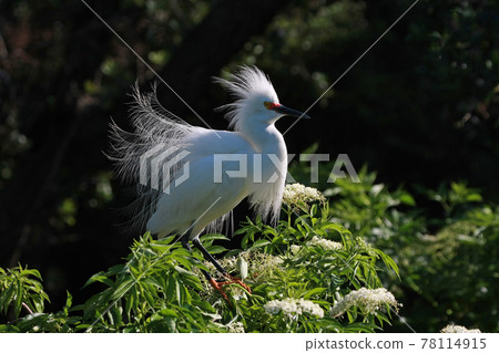 Head of Snowy Egret - Egretta thula - in St Augustine, Florida in mating season. Head of Snowy Egret - Egretta thula - in St Augustine, Florida in mating season. 78114915