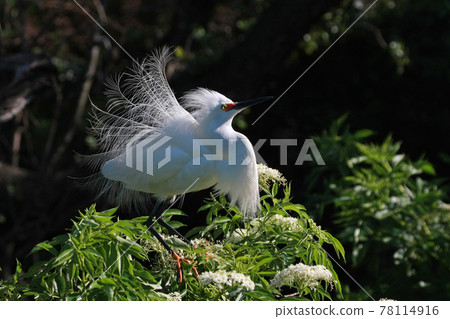 Head of Snowy Egret - Egretta thula - in St Augustine, Florida in mating season. Head of Snowy Egret - Egretta thula - in St Augustine, Florida in mating season. 78114916
