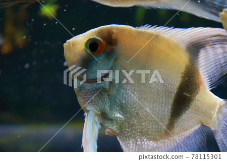 天使魚 天使魚 78115301