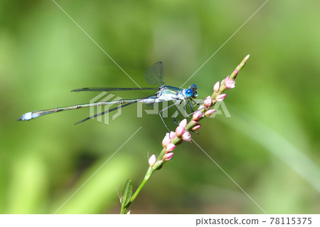 Lestes sponsa (male) perching on the flower of Persicaria longise 78115375