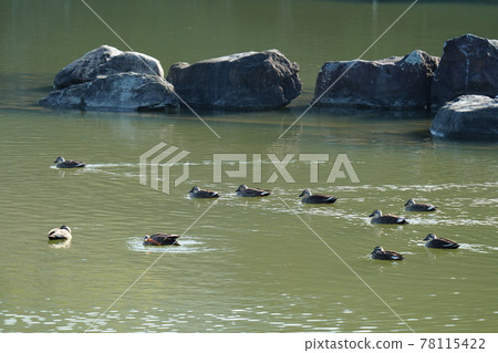 Teals swim around in a pond near spring 78115422