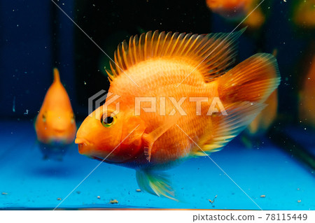 fish parrot red. goldfish swim in the aquarium. exotic marine creatures fish parrot red. goldfish swim in the aquarium. exotic marine creatures 78115449