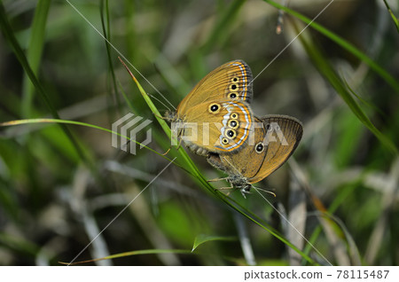 False ringlet mating False ringlet mating 78115487
