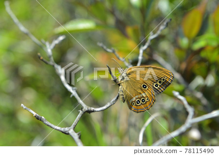 False ringlet fresh female 78115490