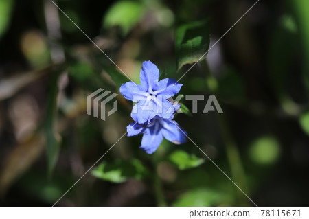 螢火蟲，初夏路邊綻放的藍色花朵 78115671