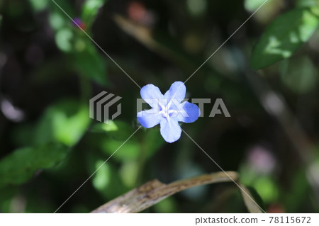 螢火蟲，初夏路邊綻放的藍色花朵 78115672