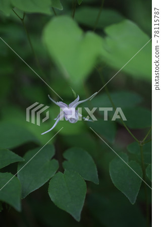 Epimedium flowers quietly in early summer Epimedium flowers quietly in early summer 78115787
