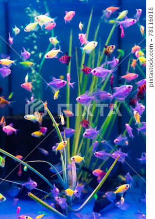 The glofish multi-colored fish swim in the aquarium. meditation. pet shop. 78116018