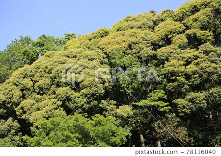 Fresh green oak 78116040