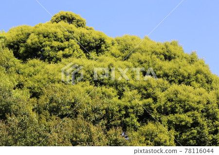 Fresh green oak 78116044