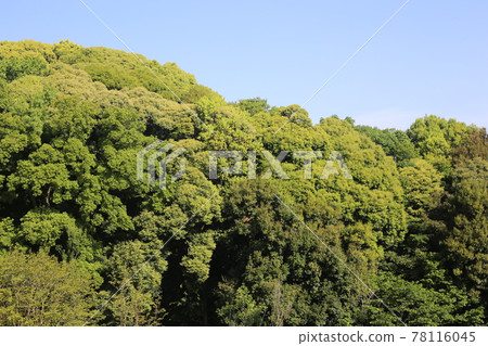 Fresh green oak 78116045