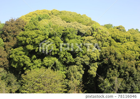 Fresh green oak 78116046
