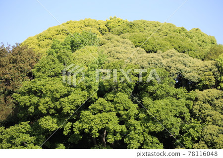 Fresh green oak 78116048