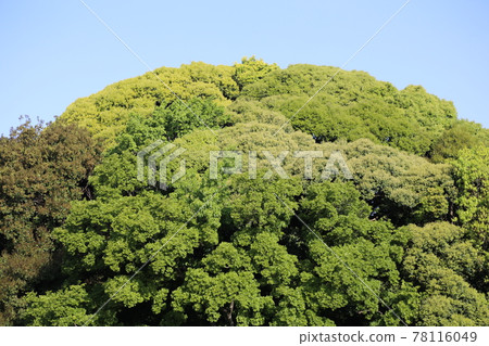 Fresh green oak 78116049