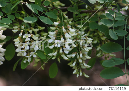 Fragrant white locust flowers 78116119