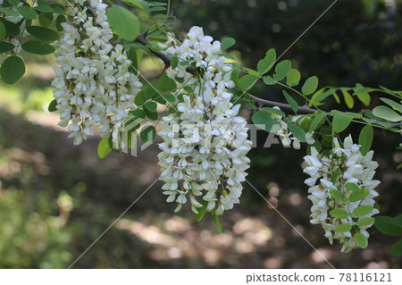 Fragrant white locust flowers 78116121