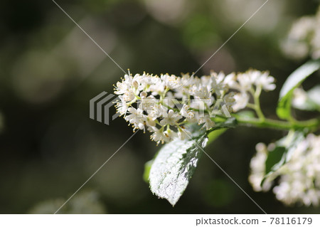 A lot of white flowers of Kuromi no Nishigori A lot of white flowers of Kuromi no Nishigori 78116179