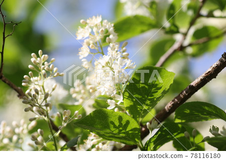 A lot of white flowers of Kuromi no Nishigori A lot of white flowers of Kuromi no Nishigori 78116180