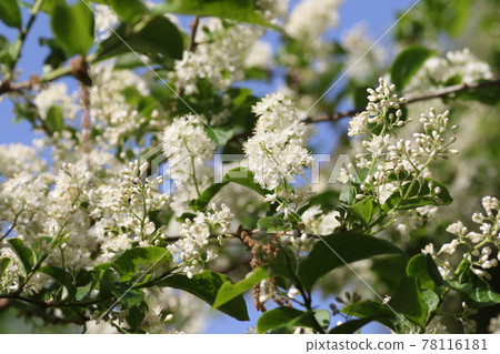 A lot of white flowers of Kuromi no Nishigori A lot of white flowers of Kuromi no Nishigori 78116181