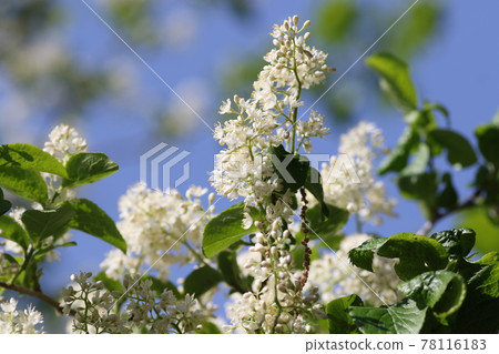 A lot of white flowers of Kuromi no Nishigori 78116183