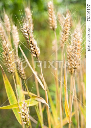 Harvest rye 78116197