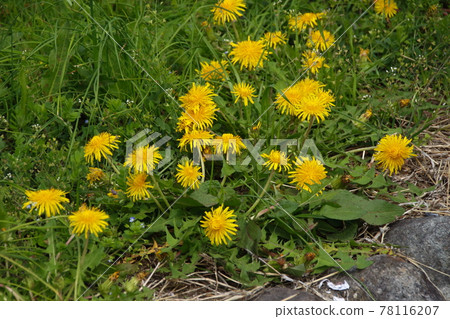 Dandelion flower 78116207