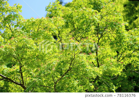 新鮮的綠色日本楓樹，深紅色的雙葉 78116376