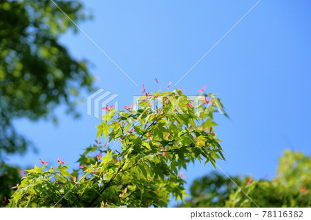 Fresh green Japanese maple, crimson Futaba 78116382