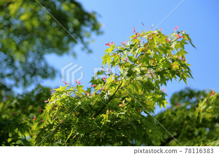 Fresh green Japanese maple, crimson Futaba Fresh green Japanese maple, crimson Futaba 78116383