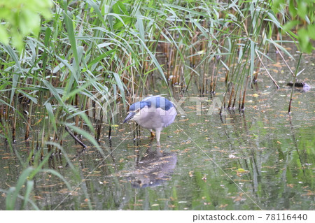 大藍鷺 大藍鷺 78116440
