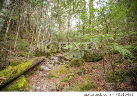 Yatsugatake Mountain Range Moss Forest Yatsugatake Mountain Range Moss Forest 78116481
