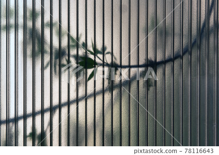 abstract background - leaves of living trees shine through a translucent polycarbonate sheet 78116643