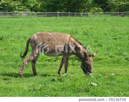 Minamigaoka ranch donkey 78116730
