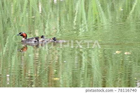 Little Grebe Parenting Parents and Children Little Grebe Parenting Parents and Children 78116740