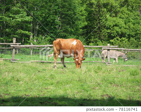 Minamigaoka ranch Guernsey cow Minamigaoka ranch Guernsey cow 78116741