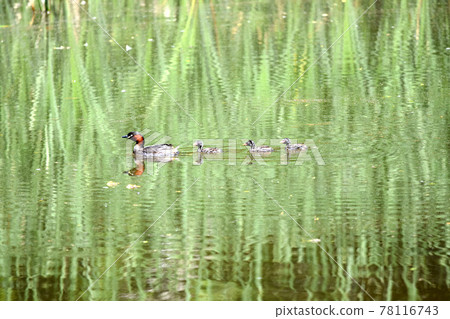 Little Grebe 育兒父母和孩子 78116743