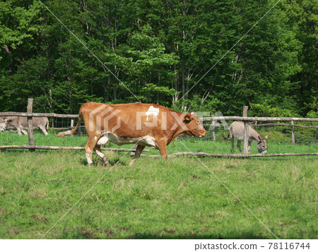 南丘牧場根西島奶牛 南丘牧場根西島奶牛 78116744