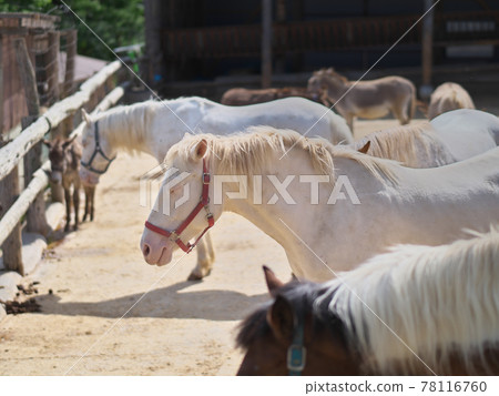 南丘牧場馬睡 78116760