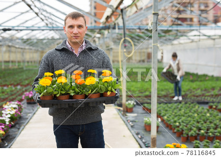 Portrait of man gardener with potted flowers calendula standing in greenhouse 78116845