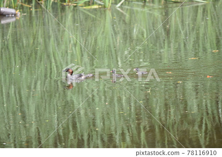 Little Grebe Parenting Parents and Children Little Grebe Parenting Parents and Children 78116910